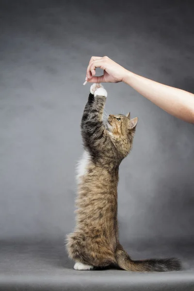 Cat stretches a paw to a piece of meat in the hand of man on a gray background