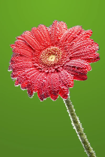Gerbera flower covered with drops