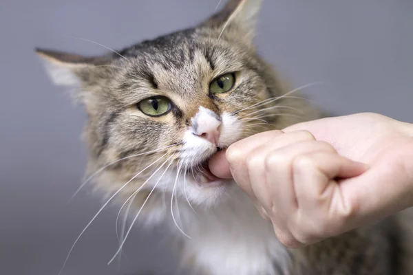 Beautiful fluffy cute cat bites finger