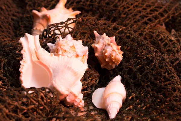 Seashells entangled in fishing nets on the sand