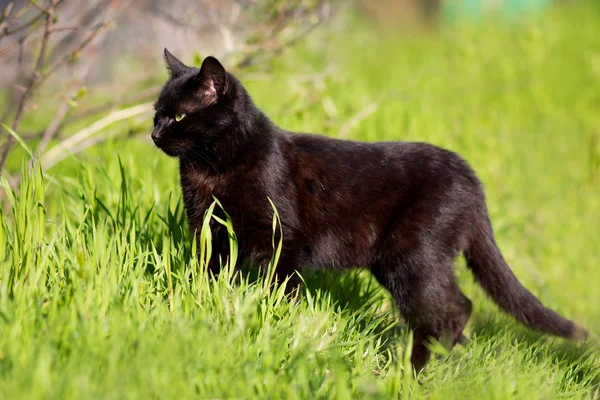 Cat walks in green grass