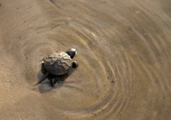 Baby turtle swimming in the water