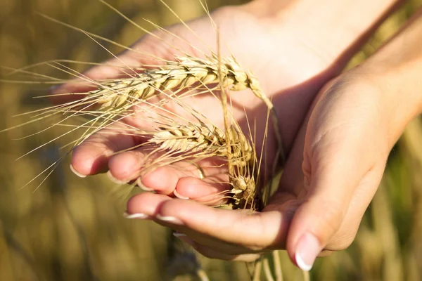 Girl holding ears of barley in the hands of