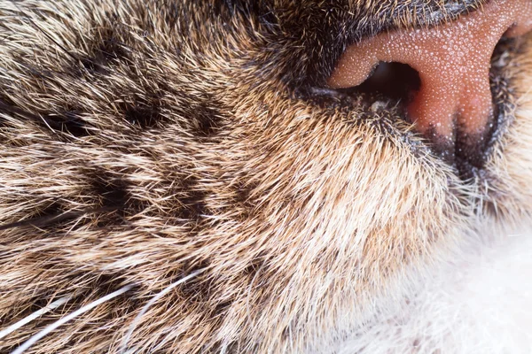 Cat nose and whiskers closeup