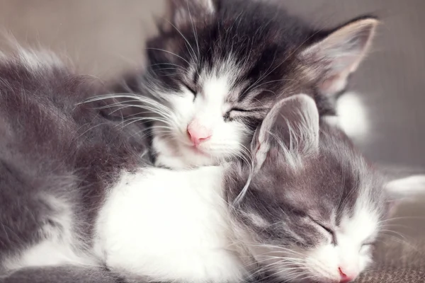 Portrait of little kittens sleeping together