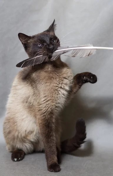 Funny Siamese cat holding a pen in his mouth