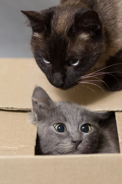 Funny kitten in a cardboard box and a Siamese cat on top