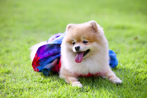 Pomeranian beautiful dog