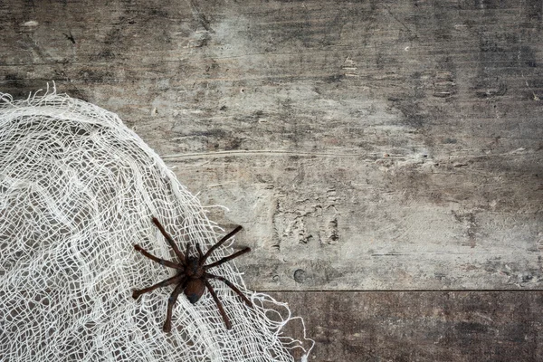 Halloween background: Spider and cobweb on rustic wooden background