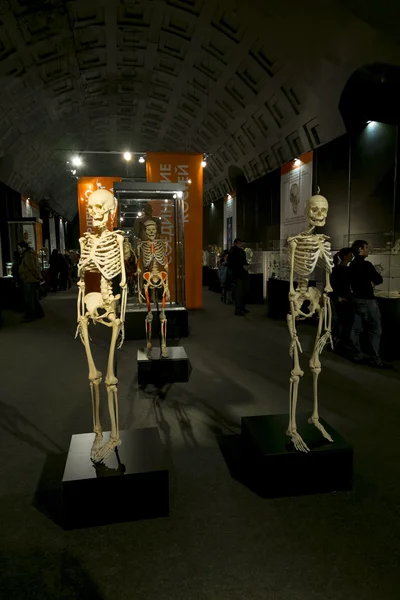 Anatomical exhibits at the exhibition \