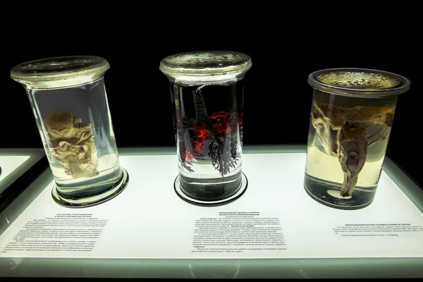 Anatomical exhibits at the exhibition 
