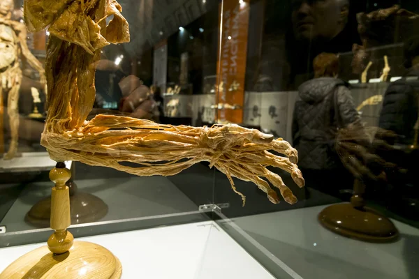 The Human hand at the exhibition 