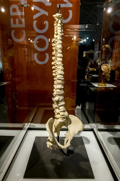 Human spine at the exhibition 