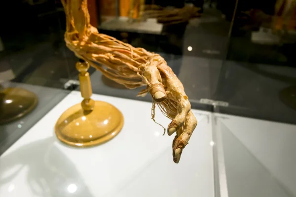 The Human hand at the exhibition 
