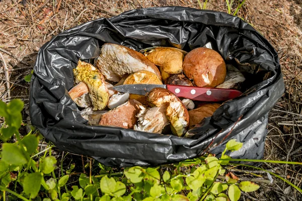 A bunch of wild mushrooms in a package with a knife in the Woods