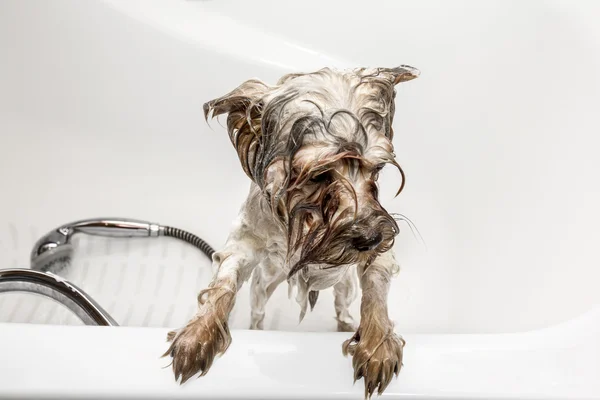 Yorkshire Terrier bathe in a bathtub
