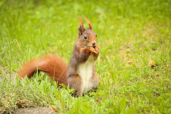 Squirrel sitting on the ground eating a nut