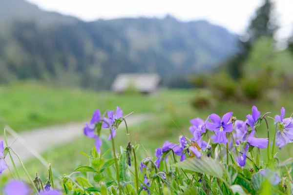 Mountain purple flowers