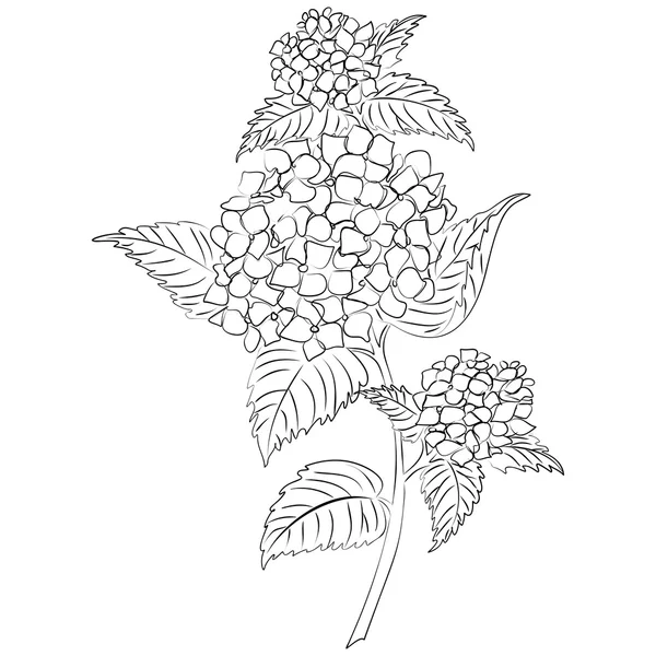 Vector ink sketch hydrangea flower