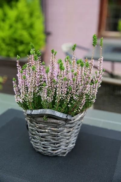 Background little plant lilac color with greens in Wicker flower pot on a table with a dark gray cloth in a cafe