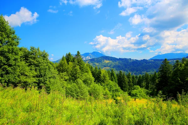 Natural background summer meadow with trees in a beautiful forest on the background of mountains and blue sky with light clouds