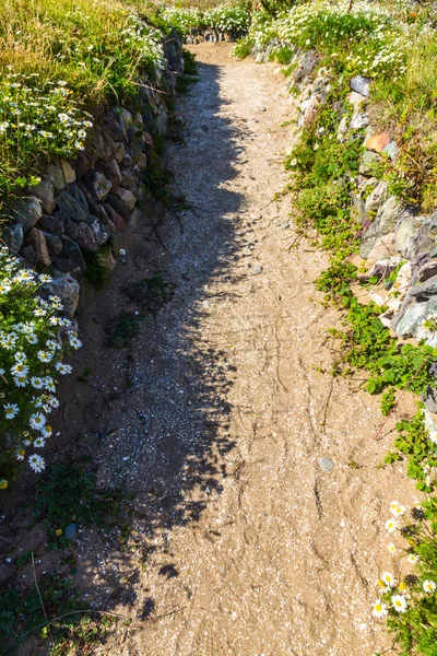 Gravel path edged with wild grass and flowers