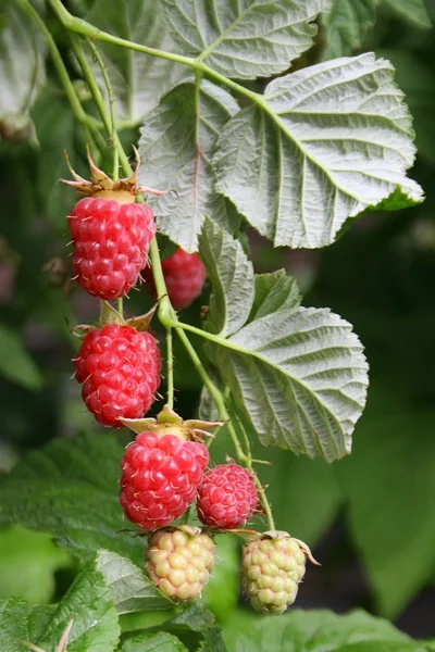 Raspberry bush with red berries and green leaves