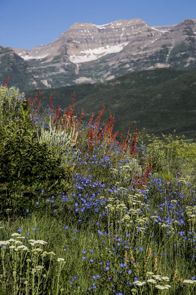 Beautiful wild flower scene on Rocky Mountain vertical landscape