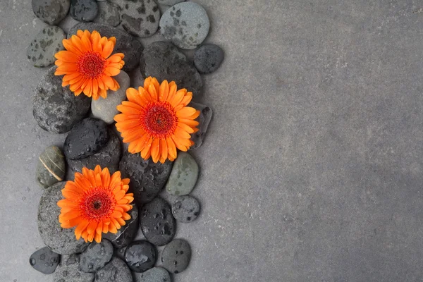 Orange gerbera with therapy stones on gray surface