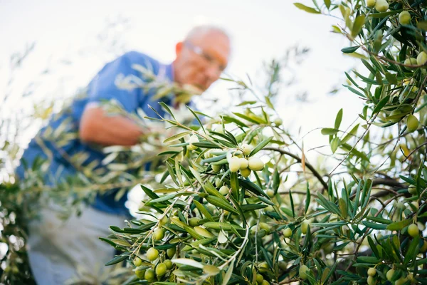 Olives harvest in Sicily