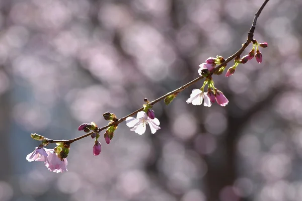 Beautifully flowering ornamental tree. White and pink blossoms with sunshine and blue skies. Nice seasonal nature blurred background in spring. Sakura tree (Prunus subhirtella)