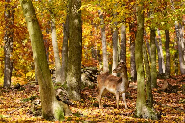 Beautiful color background of autumn nature in the woods with wild deer. Fallow deer, (Dama dama)
