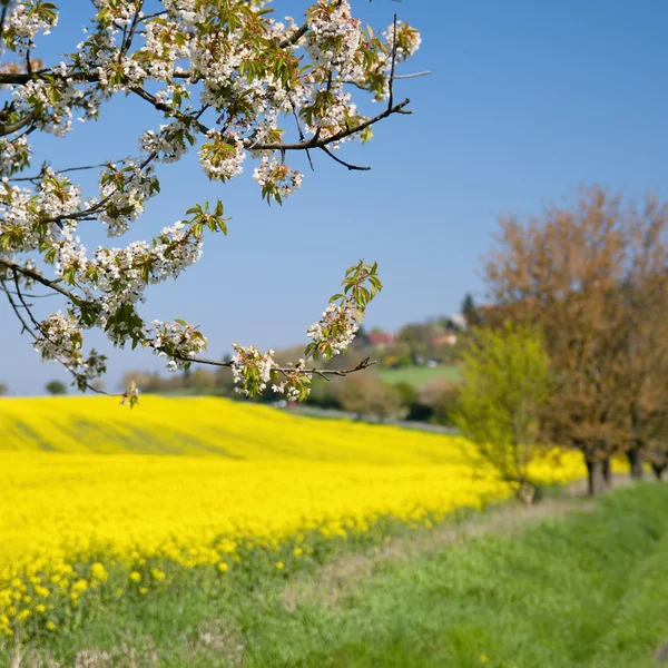 Asphalt road near a field with beautiful rapeseed flowers (Brassica napus) (Brassica napus)