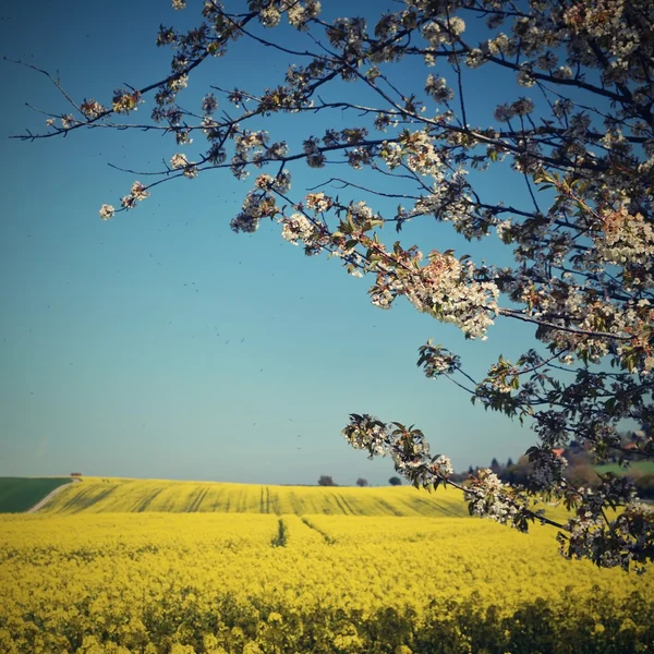 Beautiful blooming fruit tree branch. Yellow flowering fields, ground road and beautiful valley, nature spring landscape.  (Brassica napus) (Brassica napus)
