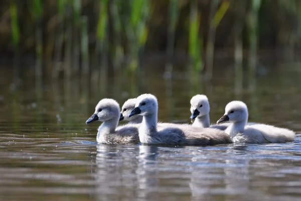 Beautiful swan cubs at the pond. Beautiful natural colored background with wild animals