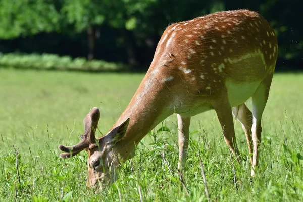 Fallow - fallow deer. (Dama dama ) Beautiful natural background with animals. Forest and sunset. Brno - Czech Republic - Europe.