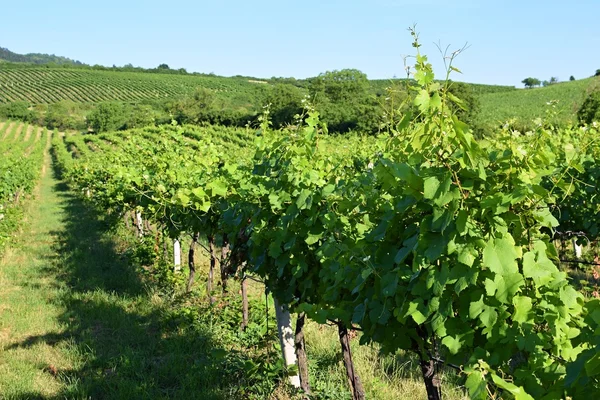 Vineyards under Palava. Czech Republic - South Moravian Region wine region.