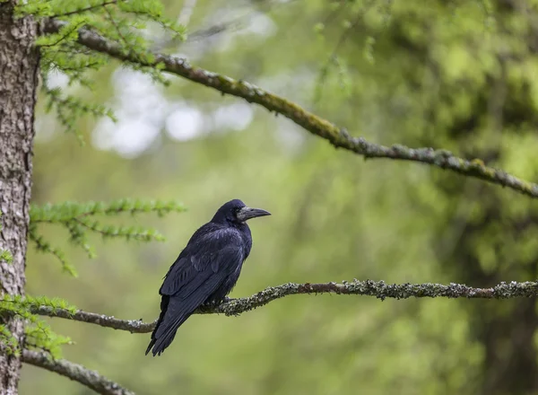 Black bird sitting on a branch