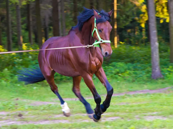 Light brown horse running with lead