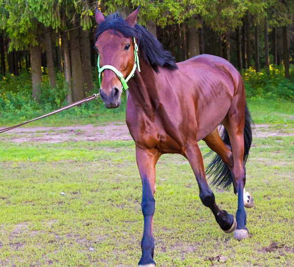 Light brown horse running near forest