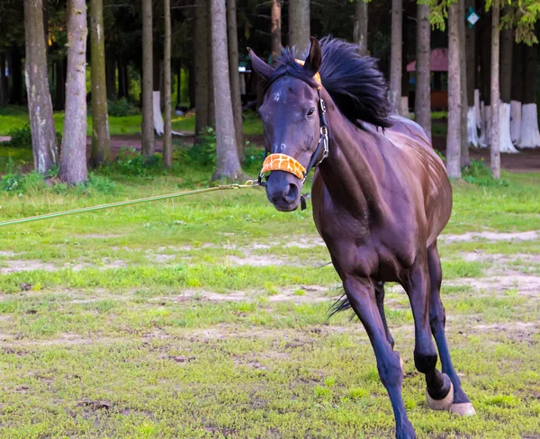 Dark brown horse running near trees