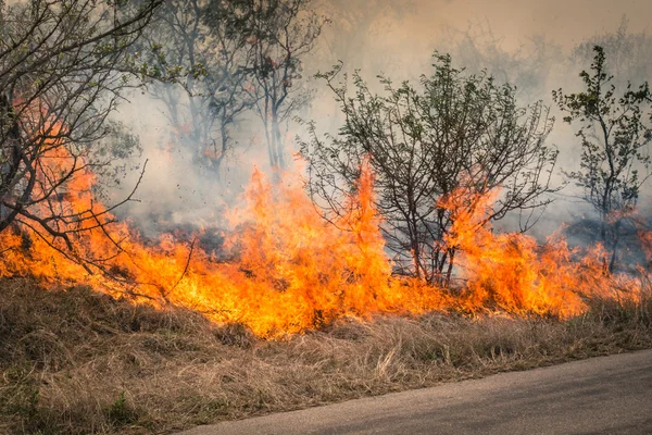 Bushfire burning at Kruger Park in South Africa - Disaster in bush forest with fire spreading in dry woods