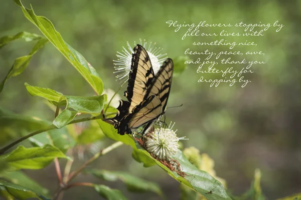 Eastern Tiger Swallowtail Butterfly Poem by Kathy Clark