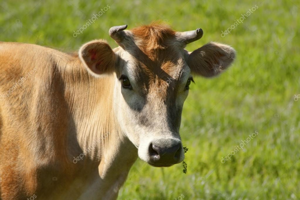 Head Shot Of Jersey Cow With Horns — Stock Photo © Kathyclark 53753605
