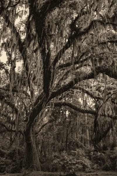 Georgia Live Oaks and Spanish Moss in Sepia Tones