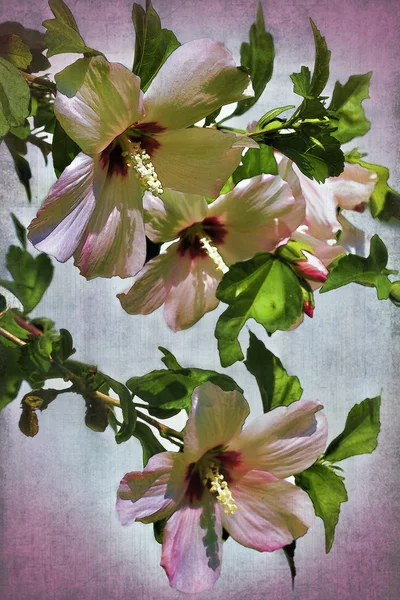 Digitally Painted Swamp Rose Mallow Wildflower