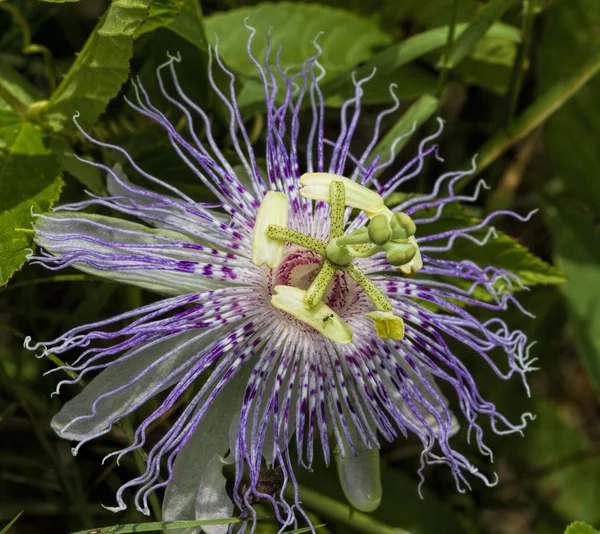 Passion Flower Vine Wildflower -