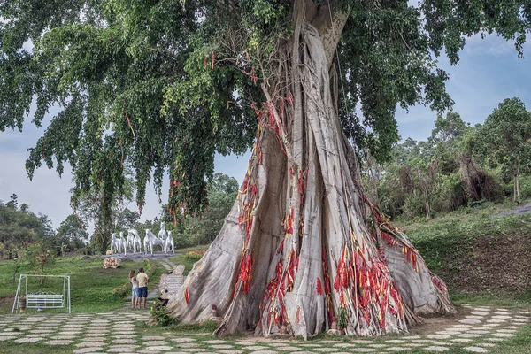 Vietnam, Yang Bay Eco Park. 6 May 2015. Bright ribbons on the tree desires