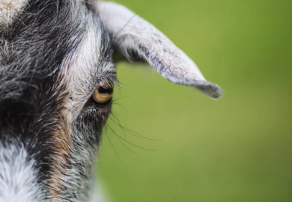 Eye of goat