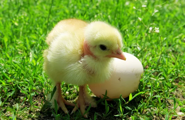 Little chicken and egg on the grass